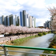 인천 숨은 벚꽃명소 서부간선수로