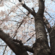 봄을 알려주는 벚꽃 이야기