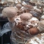 표고버섯재배-표고버섯효능: 1주기 첫 버섯 솎기작업, 수확,출하준비