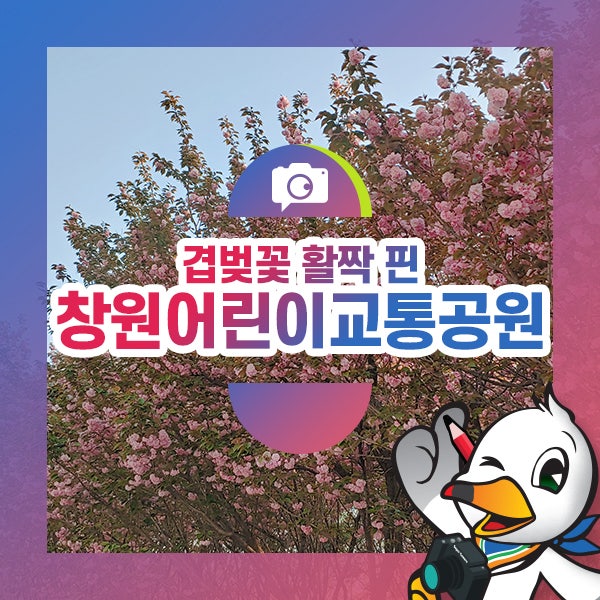 분홍 분홍 겹벚꽃 활짝 핀 창원시 어린이 교통공원