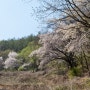 4월 9일, 드디어 뒷산 벚꽃이 피었다.