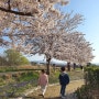강릉 경포호 / 벚꽃 산책