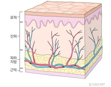 [수진역필라테스]- 근막이란? : 네이버 블로그