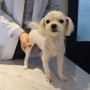 화정동 동물병원 FM동물메디컬센터 강아지슬개골탈구 상담 후기