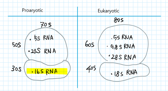 16s RNA : 네이버 블로그