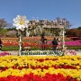 울산대공원 남문광장 튤립 너무 예쁘다