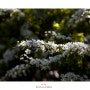 조팝나무 꽃 (봄날은 간다!)