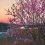 춘천 유포리, 봄꽃나무
