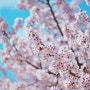 2021 cherry blossoms