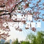 21년 겹벚꽃, 수원 신동 수변공원