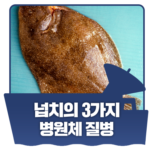 넙치 질병 파헤치기! 넙치의 병원체 질병 : 네이버 블로그