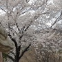 북한산 벚꽃과 북한산의 봄