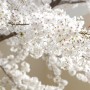 [펜탁스K-3] 화사하게 만개한 벚꽃 풍경
