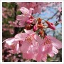 홍벚꽃, 봄날의풍경, 봄꽃시즌2, 붉은벚꽃, 벚꽃의계절