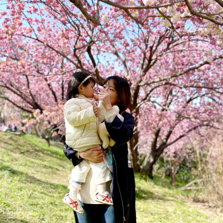 아기랑 갈만한곳, 겹벚꽃 만개한 부산민주공원