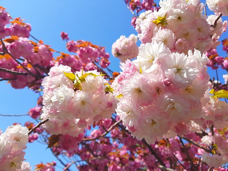 부산 민주공원 왕벚꽃 개화소식 (21년 4월 11일 기준)