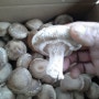 표고버섯효능-표고버섯 판매: 봄철 코로나 면역을 강화는 약식동원이 정답!