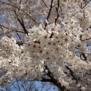 (벚꽃여행)봄봄봄 도심 속 벚꽃구경 벚꽃엔딩