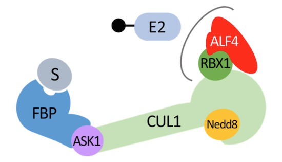[2017] Arabidopsis ALF4 단백질은 SCF E3 ligases의 regulator이다. : 네이버 블로그