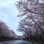 [광주근교벚꽃] 영광 한수원 사택 :: 벚꽃 데이트