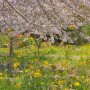 3월 제주 봄꽃구경 - 동화같은 벚꽃 명소 "예래생태공원", 유채꽃 가득한 "엉덩물계곡"