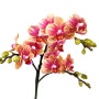 호접란(Phalaenopsis) - 금나비