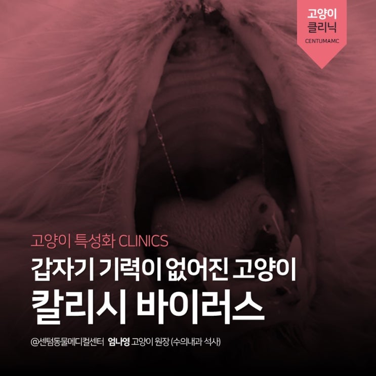 [고양이전문진료] 8개월 고양이 (부산 석박사 동물병원, 센텀동물메디컬센터) : 네이버 블로그
