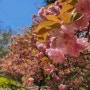대구 겹벚꽃 명소, 화원동산, 화원유원지 210414