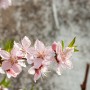 [소니 DSC-R1] 봄 꽃