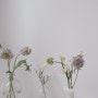 사랑스러운 옥스포드스카비오사 , 미니델피늄 꽃말