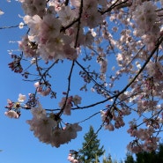 캐나다 벚꽃의 날 Happy Cherry blossom day