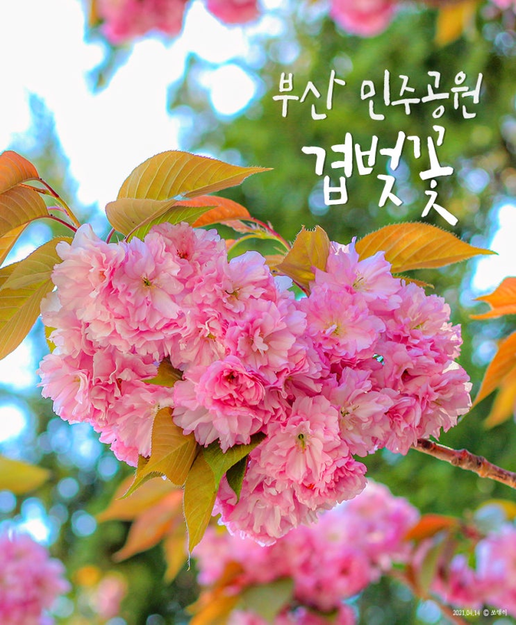 부산 데이트코스 부산 민주공원 겹벚꽃이 만개했네 (04.14)