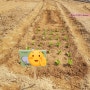 똘이네 주말농장 / 텃밭 가꾸기 - 기록 1. 상추, 시금치 심기