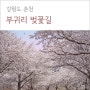 아직 끝나지 않은 춘천 부귀리 벚꽃! 벚꽃길 드라이브 (위치, 주차 등)