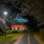 벚꽃 핀 용두공원은 야경이 더욱 아름답다