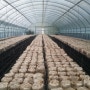 표고버섯재배방법-표고버섯효능:표고버섯 배지 1차 갈변촉진작업