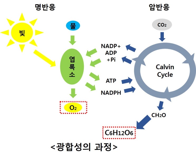 carbon-fixation