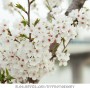 2018년 4월 동촌유원지, 지저동벚꽃길 벚꽃구경