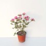 학옹 미니 철쭉 나무 분재 분홍색 핑크색 겹 꽃 반려 식물 키우기