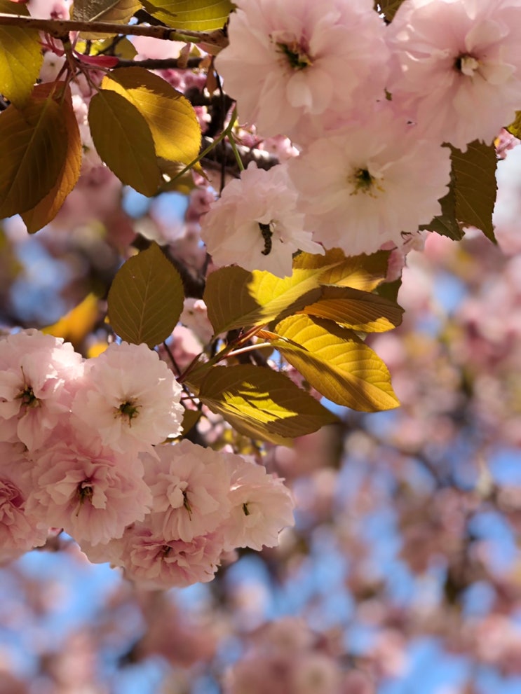 부산민주공원은 겹벚꽃이 활짝 폈어요!