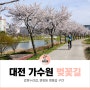 대전 갑천누리길 - 정림동, 가수원 벚꽃길 구간