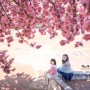 대구대 겹벚꽃 경산캠퍼스 만개한 길과 위치