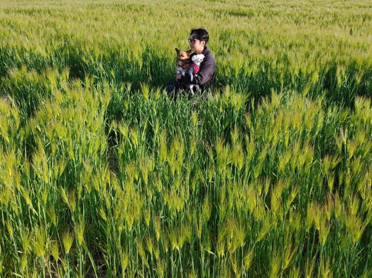 경주 황룡사지 분황사 청보리밭 / 경주 4월 가볼만한곳 feat)...