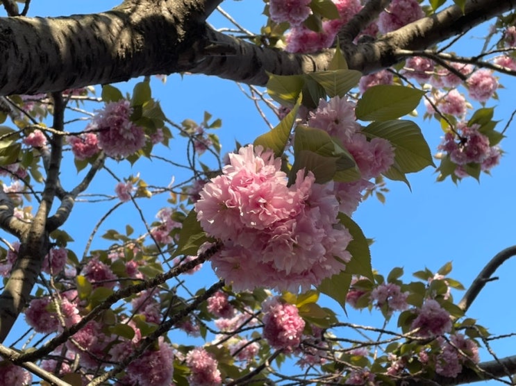 부산민주공원 겹벚꽃