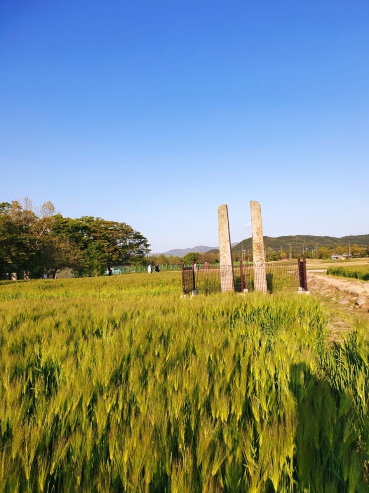 경주여행 경주 황룡사지 청보리밭 초록물결 넘실대다