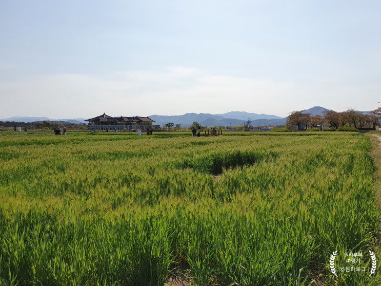 [경주여행] 경주 가볼만한곳, 경주 청보리밭, "분황사, 황룡사지"