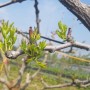 사과대추나무 새싹이 나오고 땅에서는 호밀베고 있습니다.
