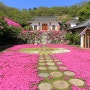 경남 가볼만한곳 아름다운 산청 대명사 꽃잔디
