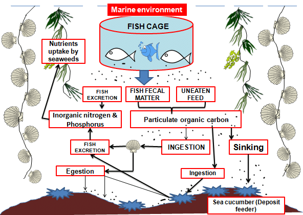 The multi-trophic revolution: a deep dive with IMTA guru Thierry Chopin ...