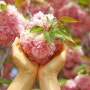 순천 선암사의 예쁜 겹벚꽃